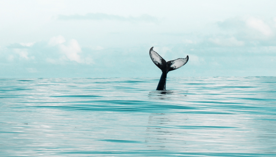 deepseek-banner